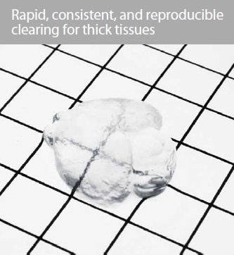 Long-term preservation of the Thy1-YFP signal in tissues cleared with the X-CLARITY™ systems and reagents. (A) Thy1-YFP signal immediately after clearing. (B) Thy1-YFP signal one month after clearing.