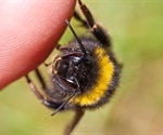 How to Treat a Bee Sting