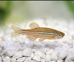 Zebrafish as a Model Organism