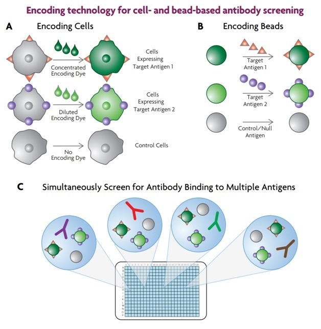 Cellular and soluble antigens can be multiplexed by using encoding technology. In the case of cellular antigens, cells expressing the various homologues are encoded with dye (A). Soluble antigens are attached to dye-encoded beads (B). The encoded cells or beads are combined and added to the screening plate (C) which contains the antibody library, and binding of the antibodies to the different antigens is measured.
