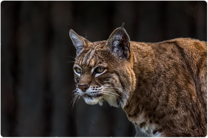 Bobcat. Image Credit: Victor Arita / Shutterstock