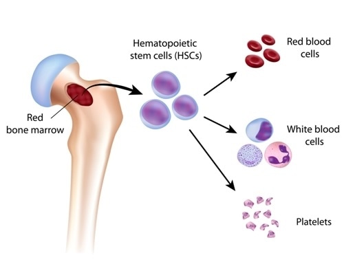 Blood cell formation from bone marrow. Image Credit: Alila Medical Media / Shutterstock