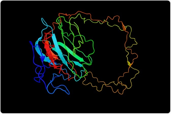 Calnexin, a chaperone, characterized by assisting protein folding and quality control, ensuring that only properly folded and assembled proteins proceed further along the secretory pathway. Image Credit: ibreakstock / Shutterstock