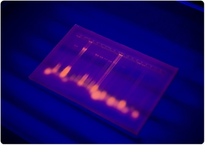 Fluorescent multiplex PCR profile