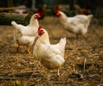 ‘We’re flying blind’: CDC has 1M bird flu tests ready, but experts see repeat of covid missteps