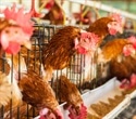 Wild birds found to be key drivers of H5N1 outbreak in North America