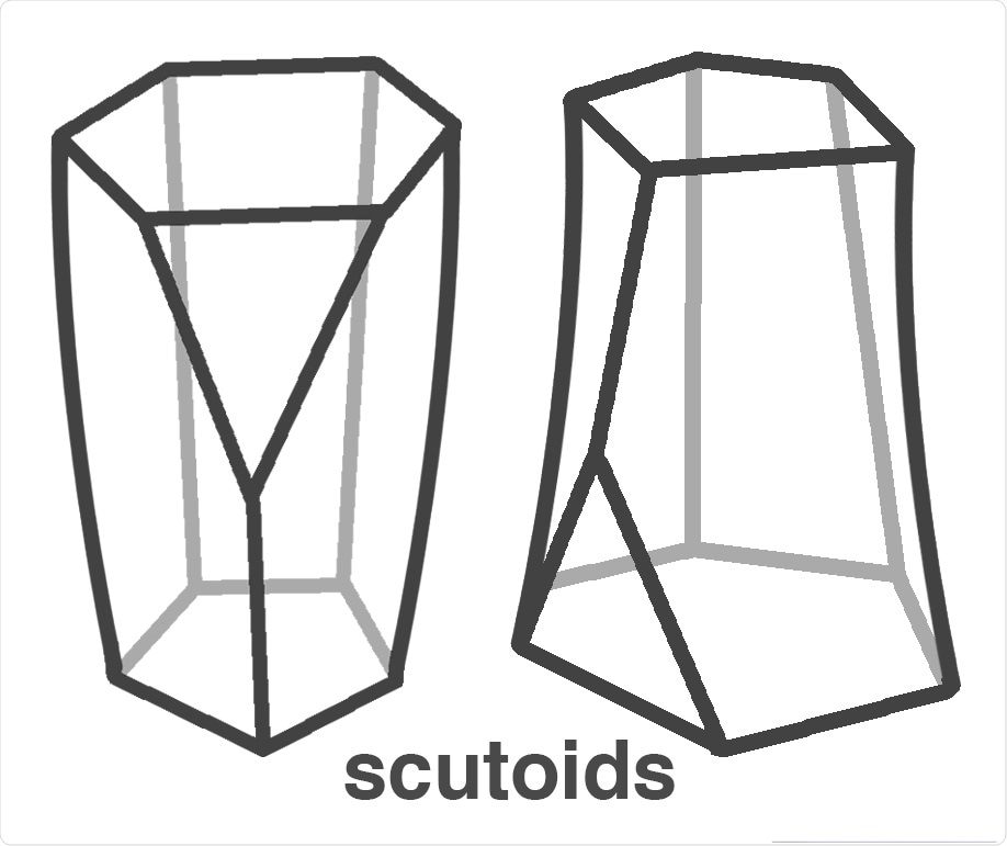 Scutoid shape
