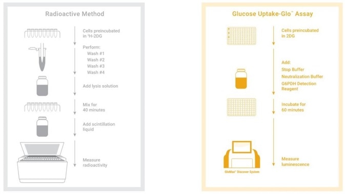 Uptake-Glo Assay workflow