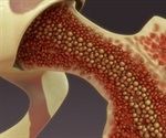 Progenitor cells for human bone and cartilage have been identified