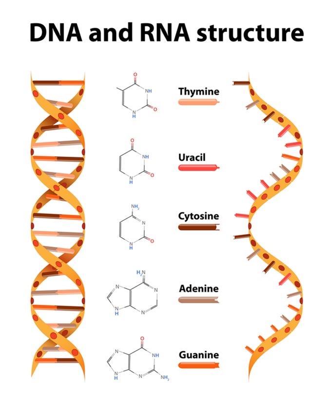 DNA and RNA structure and differences. Image Credit: Designua / Shutterstock