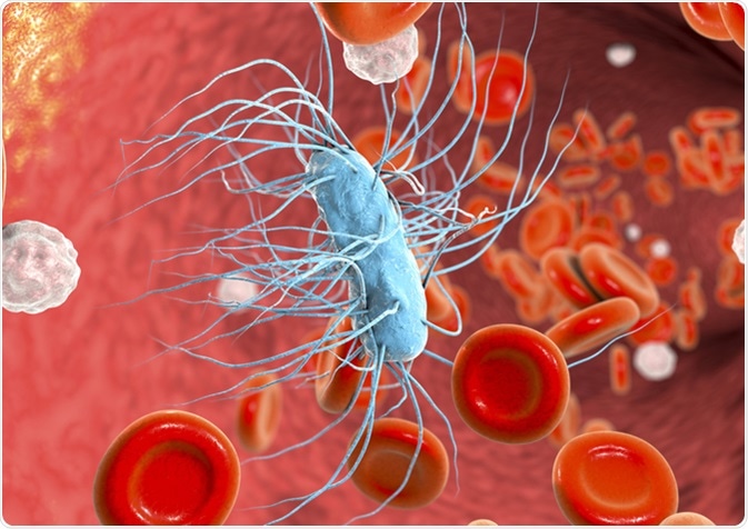 Escherichia coli bacterium in blood, 3D illustration. Sepsis, bacteriemia. Image Credit: Kateryna Kon / Shutterstock