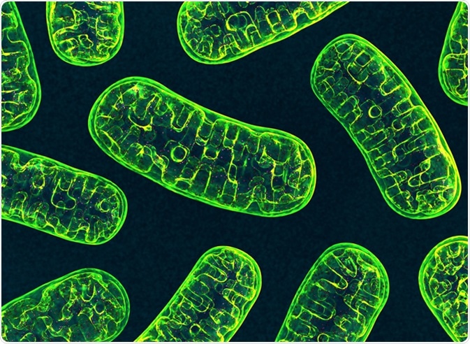 Mitochondria. Image Credit: 3d_man / Shutterstock