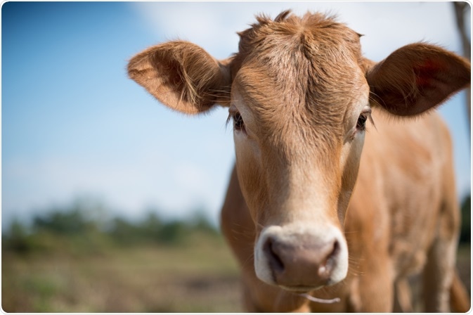 Image of a cow - the source of bovine growth hormone - By Kraipet Sritong