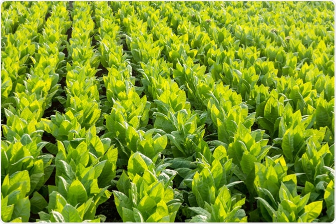 Tobacco field. Image Credit: Ivana Vrnoga / Shutterstock