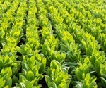 Tobacco Plants and Drug Development