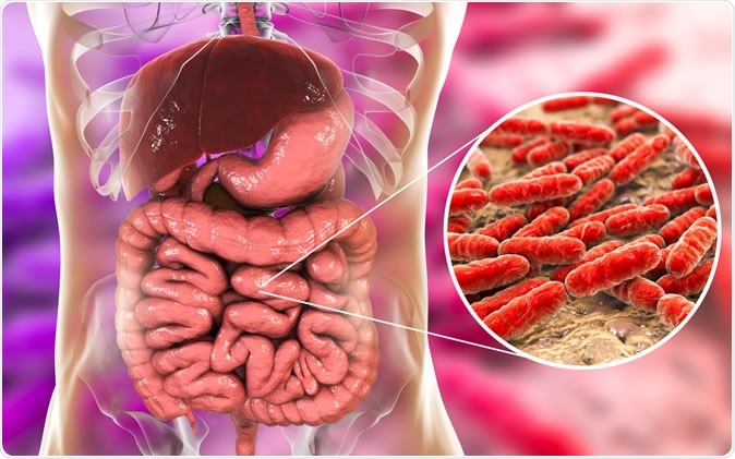Normal flora of small intestine, bacteria Lactobacillus, Probiotic bacterium - Illustration Image Credit: Kateryna Kon / Shutterstock