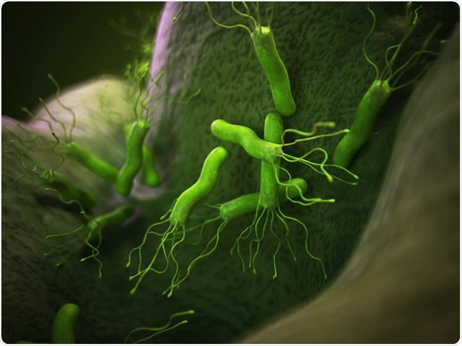 Illustration of the helicobacter pyloris - Image Credit: Sebastian Kaulitzki / Shutterstock