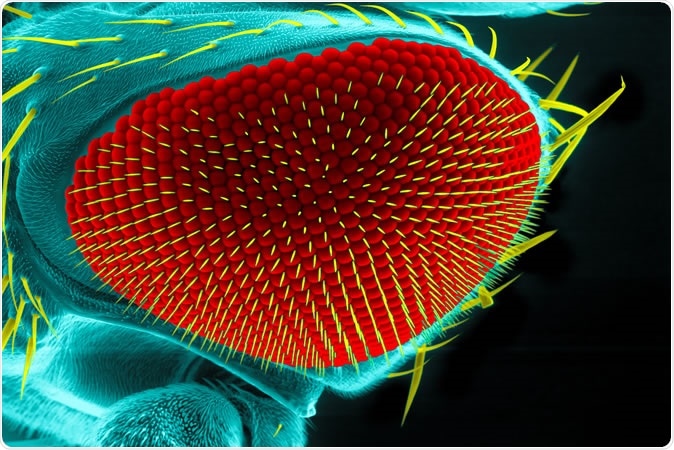 Eye of a fruit fly, Drosophila melanogaster, under a scanning electron microscope - Image Credit: Heiti Paves / Shutterstock