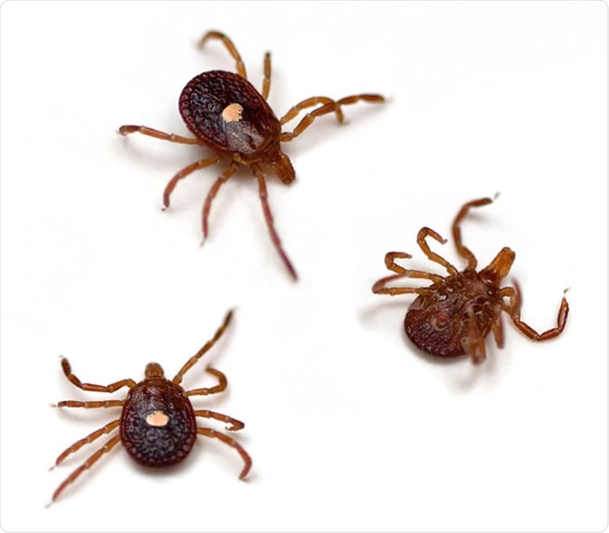 Lone Star Ticks (Amblyomma americanum)  Credit: Melinda Fawver / Shutterstock