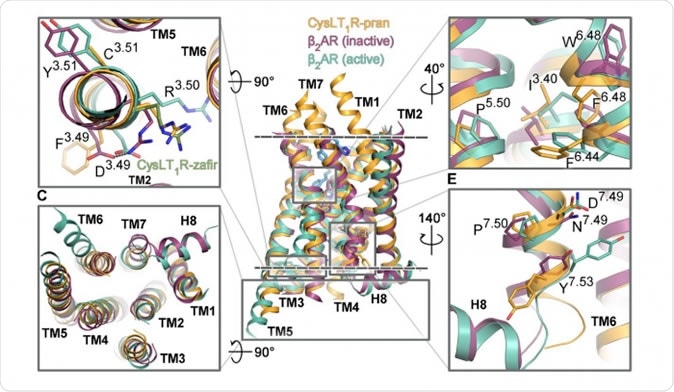 Figure 1. The segments of the CysLT1 receptor responsible for its activation are shown in orange, next to other G protein-coupled receptors. Credit: Luginina et al./Science Advances