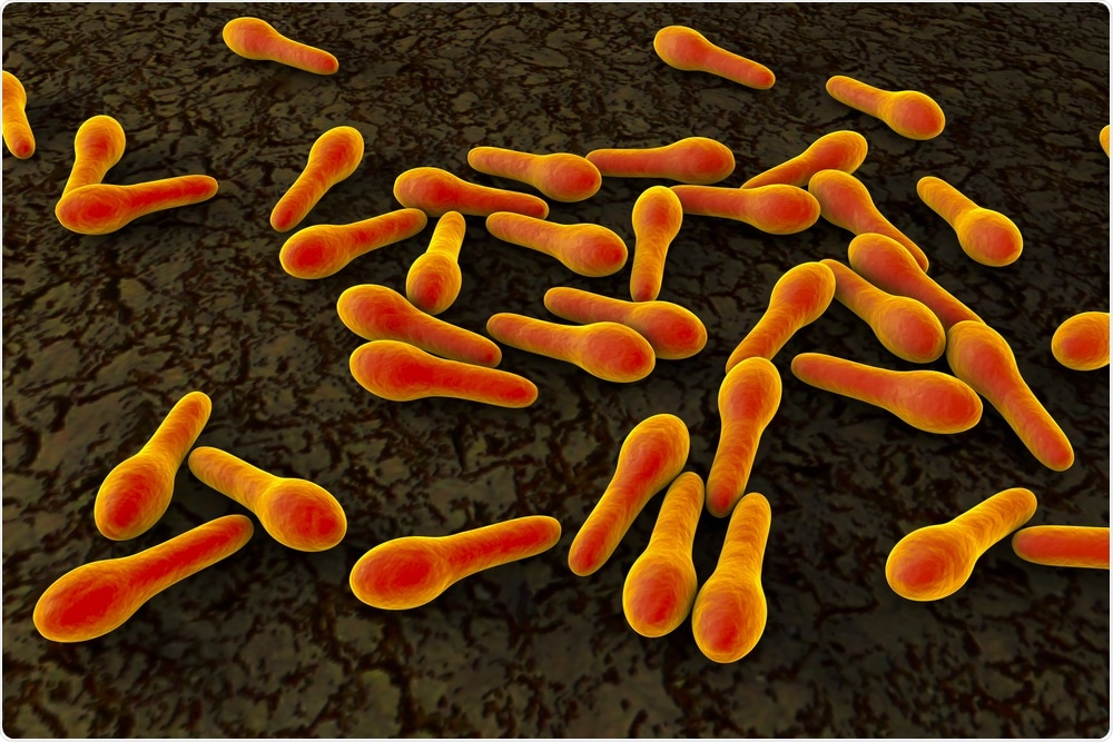 C. difficile bacteria