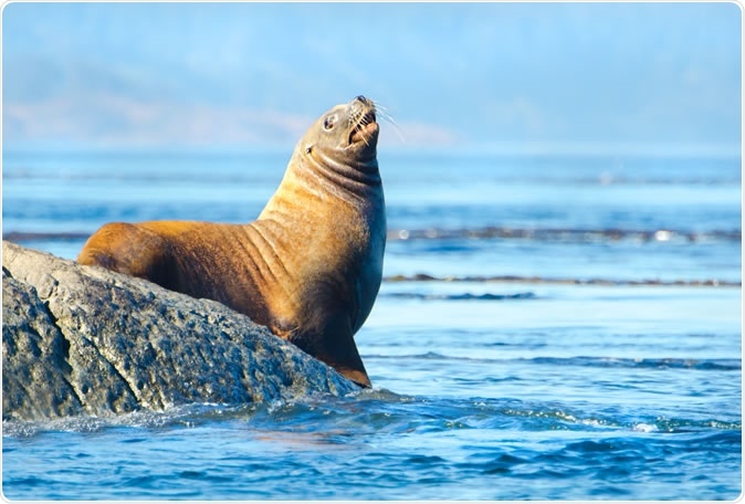 Steller Sea Lion. Image Credit: Birdiegal / Shutterstock