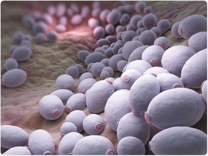 Candida albicans is a diploid fungus that grows both as yeast and filamentous cells and a causal agent of opportunistic oral and genital infections in humans - Illustration Credit: Tatiana Shepeleva / Shutterstock