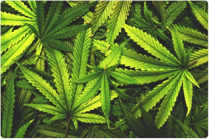 Cannabis leaves. Image Credit: OpenRangeStock / Shutterstock