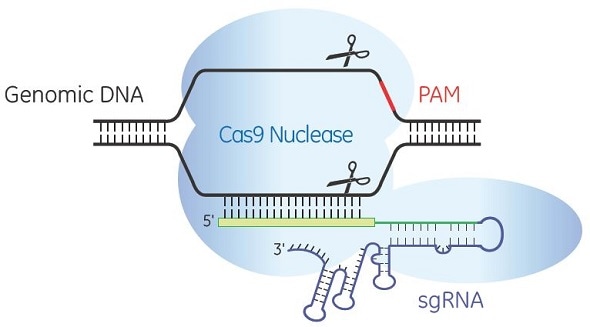 Horizon Discovery adds predesigned synthetic single guide RNA to its product range