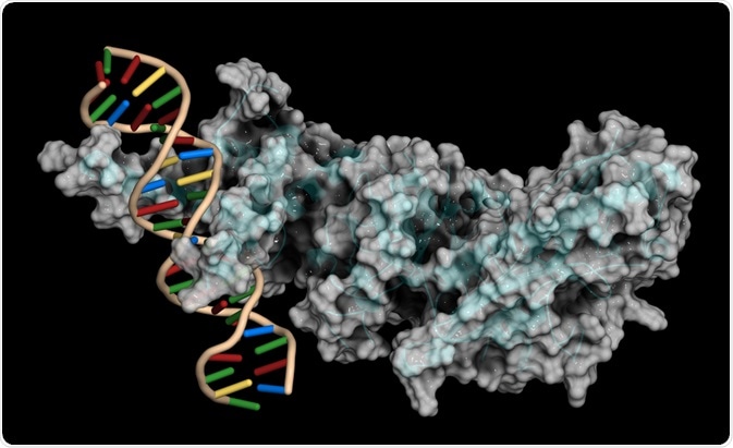 HIF-1 Transcription Factor