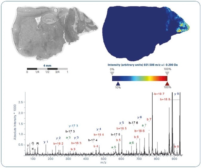 MALDI-MS ion image of tryptic peptide m/z 931.5 +/- 0.2Da (top). MALDI-MS/MS acquired from tissue directly from the region of highest local abundance allowed to identify peptide sequence ARTKQTAR from Histone 3.3 (bottom).