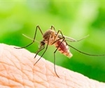 Novel plasmid could hold key to control of mosquito-borne illness