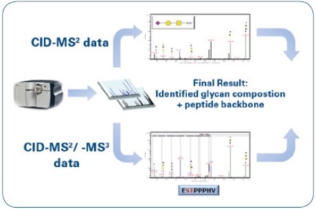 Mass spectrometric workflow for the identification and characterization of O-glycopeptides: Identification of the glycan moiety (CID-MS²) and sequencing of the peptide backbone (CID-MS²/-MS³).