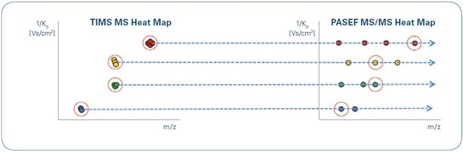 Illustration of TIMS MS (left) and PASEF MS/MS (right) heat maps resulting from TIMS separations. Although the data generated may be very complex, the characteristic ion mobility of targeted precursors and their fragments facilitates easy data alignment. Note that precursors of the same m/ z (yellow and green) may be clearly separated by their mobility.