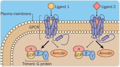 A: Different GPCR conformations