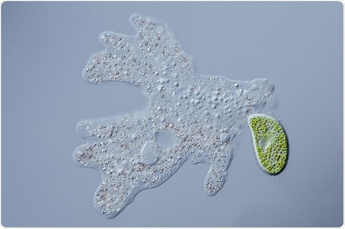 Reflection contrast microscopy has applications in immunocytochemistry