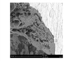 Scanning Electron Microscopy in Dental Studies