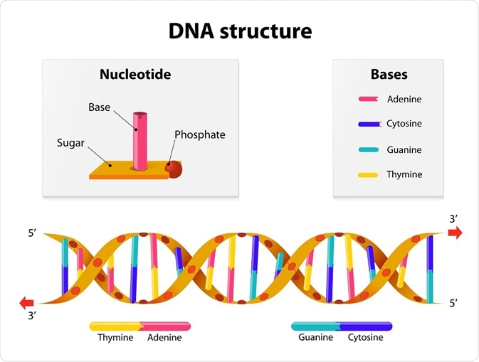 The structure of DNA