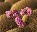 Researchers decipher anti-MOG antibody construction, paving way for therapies