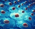 Stem cells reshape in response to electrical signals, study reveals