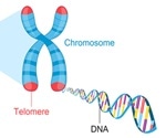 What are Telomeres?