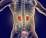 What Does the Adrenal Gland Do?