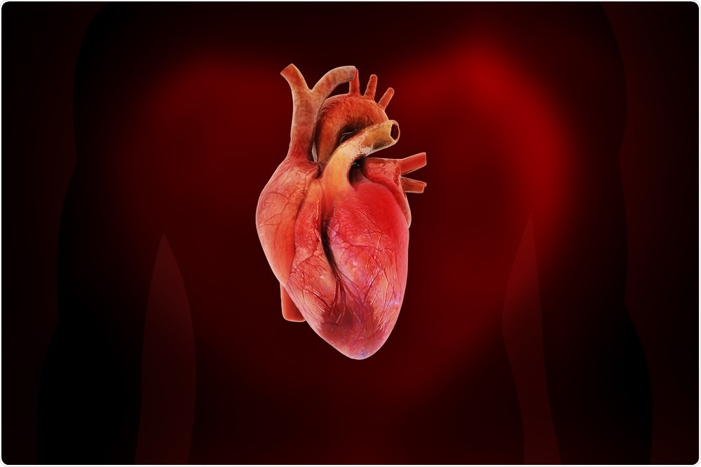 The thumb-sized patch is sewn onto the heart and eventually turns into healthy functioning muscle.