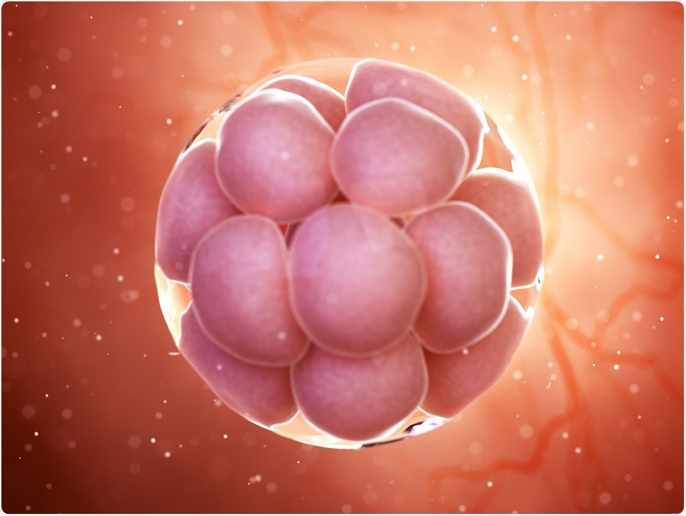 Fetal tissue is used by researchers to understand human disease pathways and develop treatments.