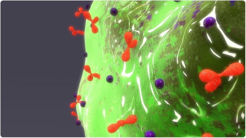 Intraplaque mast cells are the primary immune mediators of atherosclerosis.
