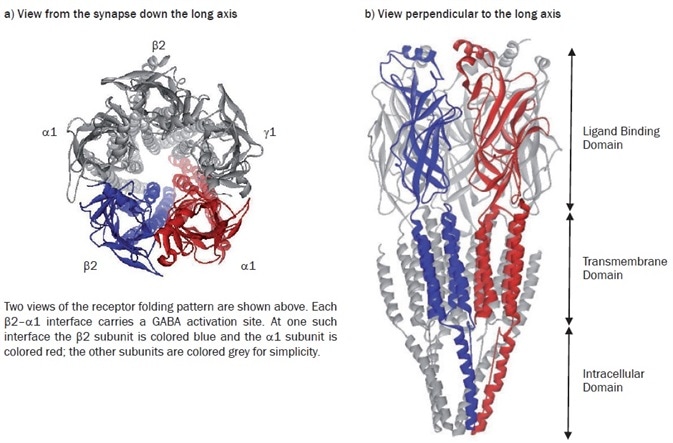 Model of the α1β2γ2 GABAA receptor structure.