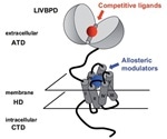 An Introduction to Metabotropic Glutamate Receptors