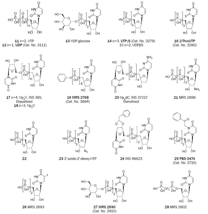 Uracil derivatives that have been useful as antagonists in the study of P2 receptors.