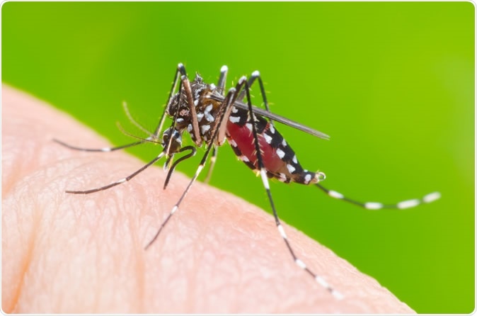 Super macro aedes aegypti mosquito on human skin. Image Credit: khlungcenter / Shutterstock