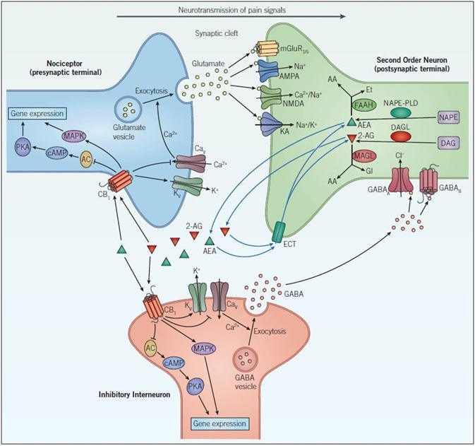 Endocannabinoid signaling and neurotransmission. Pain signals from the nociceptor arrive at the presynaptic terminal where upon opening of voltage-gated calcium channels (CaV), elevates intracellular calcium and stimulates exocytosis so that glutamatergic signaling can occur. Glutamate acts on two different types of receptors on the postsynaptic neuron: ionotropic glutamate receptors (NMDA, AMPA and KA) and metabotropic glutamate receptors (mGluR). Activation of these channels and receptors initiate a receptor potential in the postsynaptic neuron. Endocannabinoids (such as, anandamide (AEA) and 2-arachidonoylglycerol (2-AG)) are synthesized in response to increased activity in the postsynaptic neuron. They exert their effects by binding to specific G-protein-coupled receptors located on the presynaptic neuron. The CB1 receptor inhibits the AC-cAMP‑PKA pathway and activates the mitogen-activated protein kinase (MAPK) cascade, both of which regulate gene expression. The CB1 receptor modulates ion conductances, inhibiting voltage-sensitive Ca2+ channels, which blocks exocytosis and activates voltage-sensitive K+ channels (KV), leading to suppression of the signals coming from the nociceptor – this is called retrograde signaling. Endogenous cannabinoids in the synaptic cleft are taken up by endogenous cannabinoid transporters (ECT) into the cell whereby they are broken down by enzymes that include, fatty acid amide hydrolase (FAAH) and monoacylglycerol lipase (MAGL). Inactivation of AEA (by FAAH) and 2-AG (by MAGL) occurs via hydrolysis to arachidonic acid (AA) and ethanolamine (Et) or glycerol (Gl), respectively. GABAergic neurons also act on the postsynaptic cell to decrease excitability. GABAA, a ligand-gated ion channel that conducts chloride ions and GABAB, a G-protein-coupled receptor that is linked to K+ channels and that inhibits the AC-cAMP-PKA pathway, leads to inhibition of the postsynaptic neuron and a dampening down of pain signals communicated to the brain.